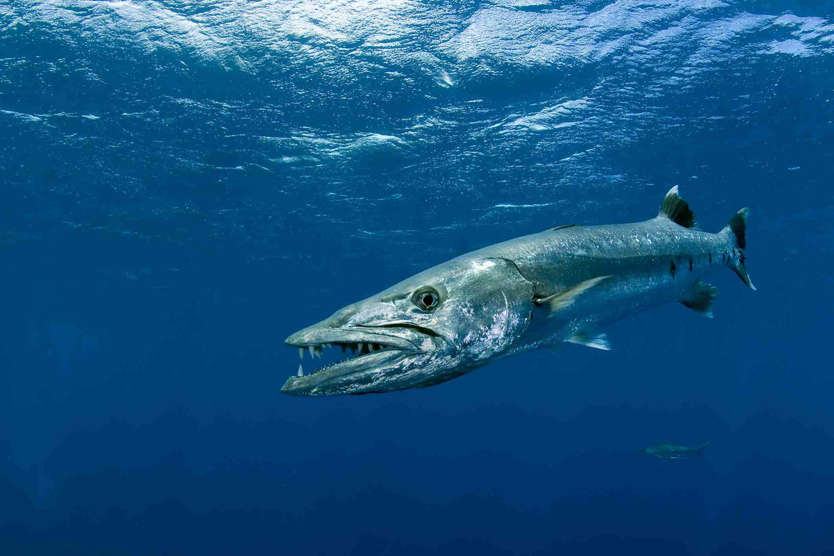Barracuda Pêche swimbait en mer. gros poisson, pêche du bord