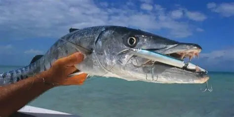 Barracuda pêcher au leurre swimbait. pêche au gros barracuda. pêche du bord barracuda